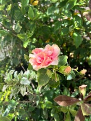 pink roses in garden