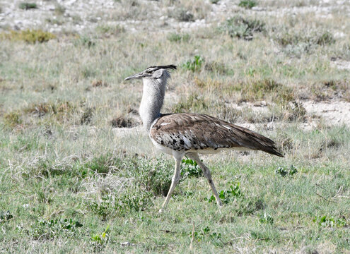 Fototapeta Wielki afrykański ptak Drop Kori - olbrzymi 