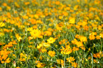 Obraz premium Beautiful sulfur cosmos (cosmos sulphureus) flowers.
