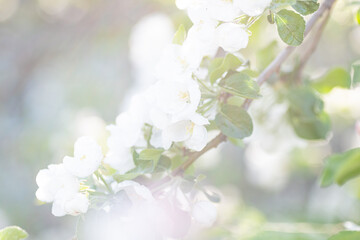 Obraz premium Flowering apple tree branches in sunlight. Close-up, selective focus.