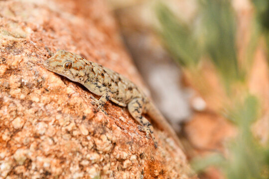 Gekon w Namibii wygrzewa się na kamieniu