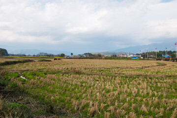 rural landscape with road in china