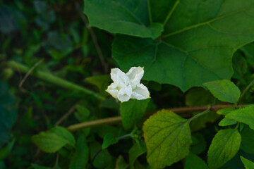 Calabash flower or Bottle gourd white flower in the vegetable garden 