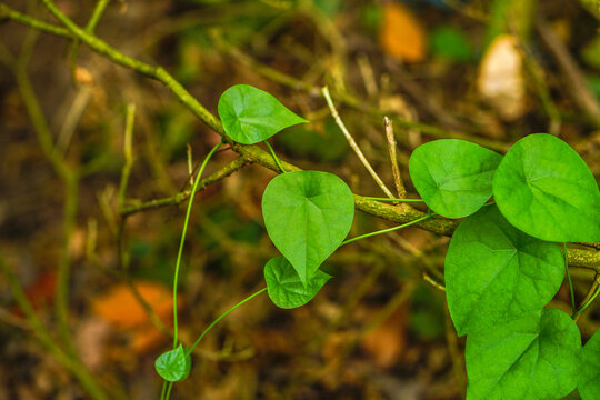 Cyclea peltata vine plant green leaves