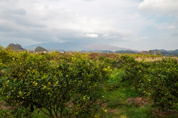 Naklejka premium rural landscape with orange orchard