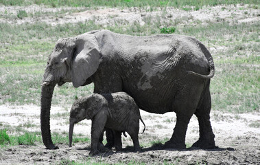 Słonie na safari w Afryce - Namibia, park Etosha