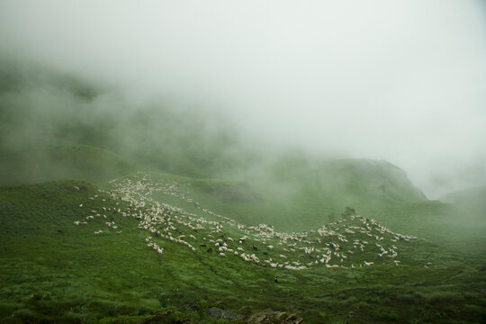 Troupeau de brebis dans la montagne dans les Pyr&eacute;n&eacute;es 