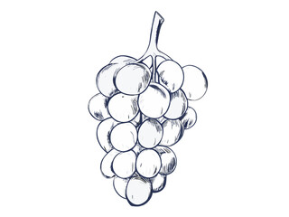 Hand-drawn sketch illustration of a bunch of grapes. Detailed and classic design, perfect for packaging, branding, and prints. Generative AI