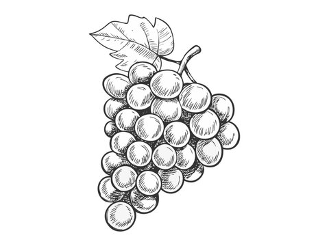 Hand-drawn sketch illustration of a bunch of grapes. Detailed and classic design, perfect for packaging, branding, and prints.