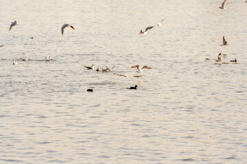 A dynamic scene capturing a flock of birds gracefully flying over a serene body of water, creating a peaceful atmosphere perfect for nature-oriented projects