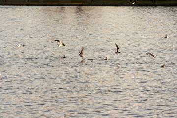 Birds gracefully flying above a shimmering lake, capturing the beauty of nature. A tranquil scene...