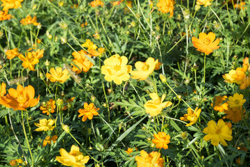 Fototapeta premium Beautiful sulfur cosmos (cosmos sulphureus) flowers.