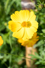 Obraz premium Beautiful sulfur cosmos (cosmos sulphureus) flower.