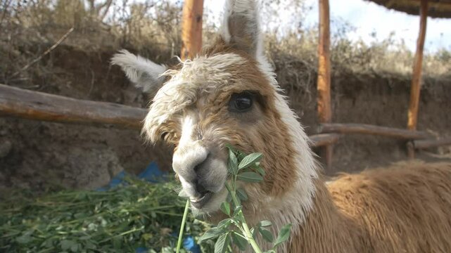 alpaca eating in slow motion