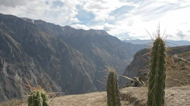 Colca Canyo with Cactus