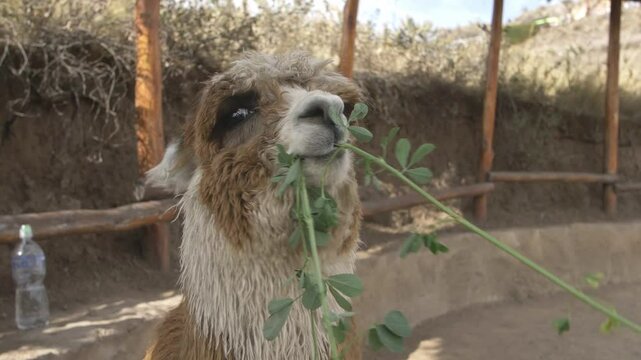 alpaca eating grass
