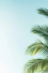 Palm tree leaves on blue sky. Minimal concept. 