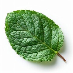 Obraz premium Vibrant Green Mint Leaf Fresh Herb Close up Isolated on White Background