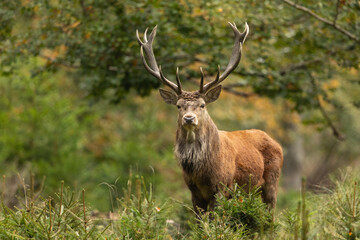 Red deer
