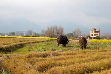 cows grazing grass in the field