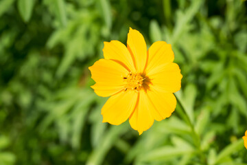 Beautiful sulfur cosmos (cosmos sulphureus) flower.