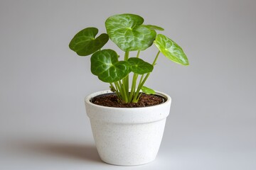 Pilea Plant in White Pot on Neutral Background Symbolizing Growth and Natural Beauty Indoors