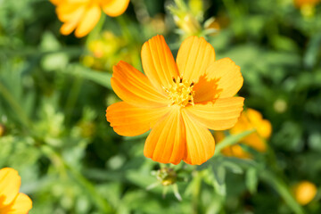 Beautiful sulfur cosmos (cosmos sulphureus) flower.