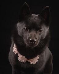 portrait of a black dog