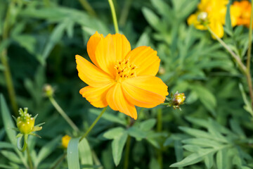 Beautiful sulfur cosmos (cosmos sulphureus) flower.