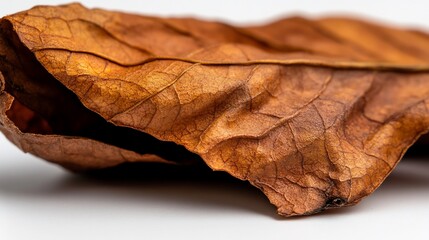 Dried Leaf Macro Photography: Autumnal Hues and Textures