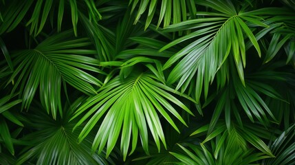 Lush Green Tropical Palm Leaves Background Texture