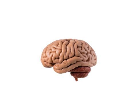 Anatomical depiction showcasing the complex structure of human brain in intricate details