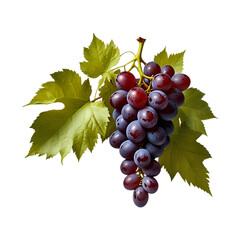 Fototapeta premium Red grape with leaves isolated on a transparent background