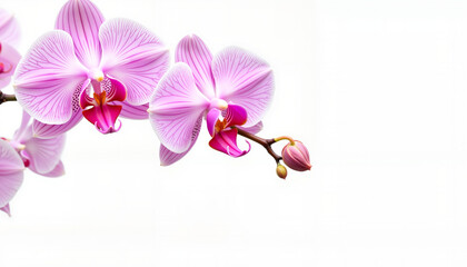 Whimsical orchids in pastel lavender tones, delicate watercolor illustration