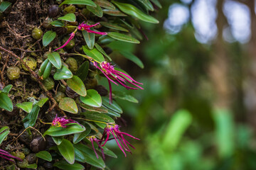 Bulbophyllum nipondhii Seidenf. beautiful rare wild orchid in tropical forest of Thailand.