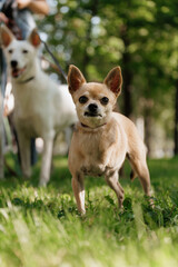 small dog with disability stands on green lawn, a pet without front paw. amputation of limbs, rehabilitation of pets, and care of a dog. happy animals with their owner in park, training 