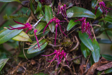 Bulbophyllum nipondhii Seidenf. beautiful rare wild orchid in tropical forest of Thailand.