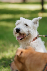 white dog in park on walk with its owner. walking and training of pets during daytime. beautiful white shepherd or Schnauzer on the background of green lawn in a public park. dog friendly, animal care