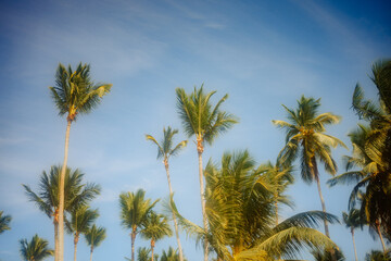 palm trees on blue sky