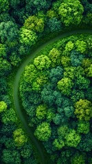 Aerial View of Serene Green Forest with Winding Road Capturing Nature's Beauty and Tranquility