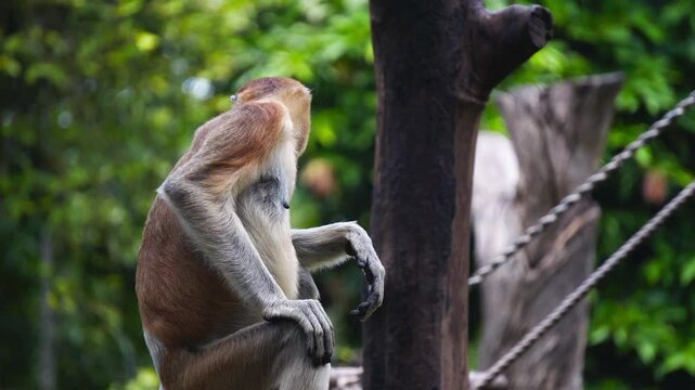 The activity of Bekantan or a proboscis monkey at a zoo in Surabaya, Indonesia, on a sunny day with sunlight shining on it.