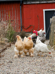 Chickens outdoors in the yard, free range. 