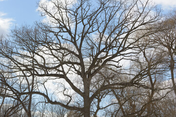 silhouette of bare trees on a cloudy blue sky in mid winter afternoon