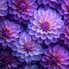 Obraz premium Captivating Close Up of Purple Dahlia Flowers in Full Bloom Displaying Delicate Petals and Texture
