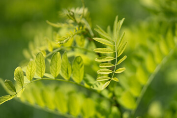 Very beautiful looking and colorful natural wonder flower shot outdoors