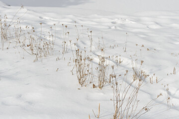 dried wild carrot plants in a snowy landscape