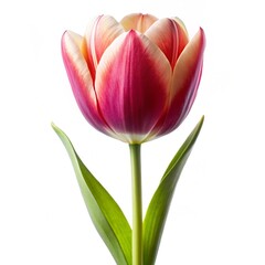 Naklejka premium Pink Tulip Flower with Green Leaves on White Background