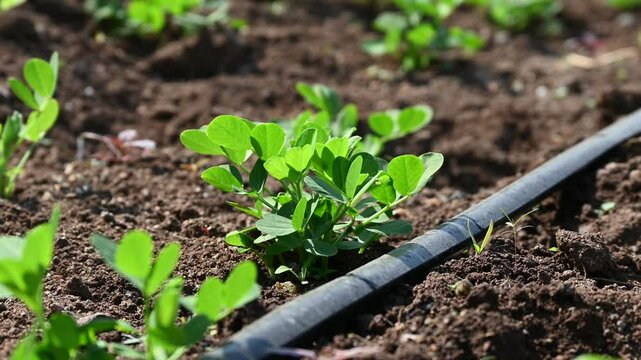 Peanut plant sprout growing in farm field. Peanut (groundnut) plant seedling green leaf. Peanut crop seedling plantation. Organic groundnut plant sprout grow in nut farm.