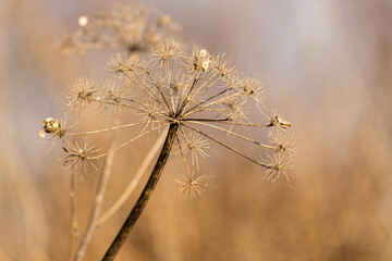 Wilde Möhre im Winter 