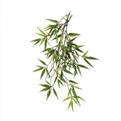 Fototapeta premium Delicate Green Leaves Hanging from a Branch Isolated on a Clean White Background